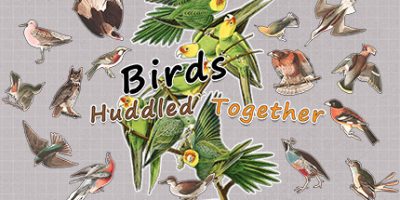 挤在一起的鸟鸟/Birds Huddled Together